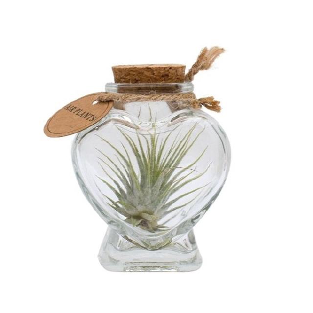 Tillandsia in Herzflasche