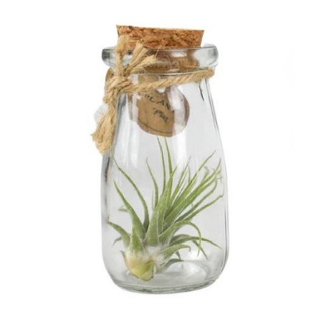 Tillandsia in runder Glasflasche