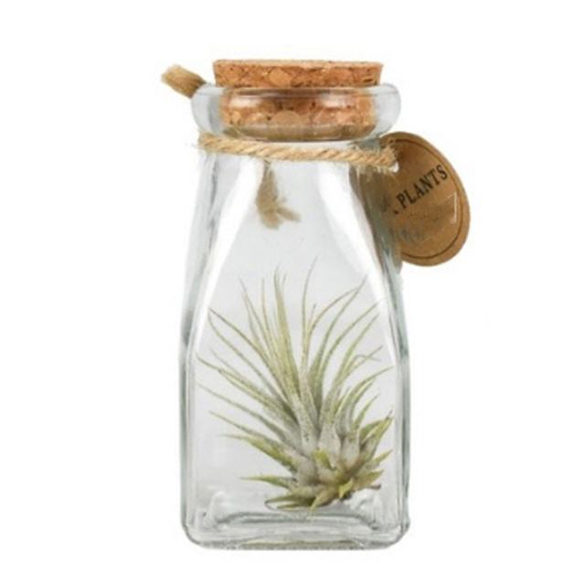 Tillandsia in Glasflasche