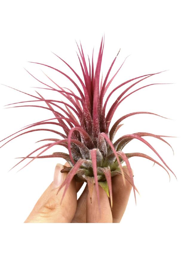 Tillandsia Ionantha rot