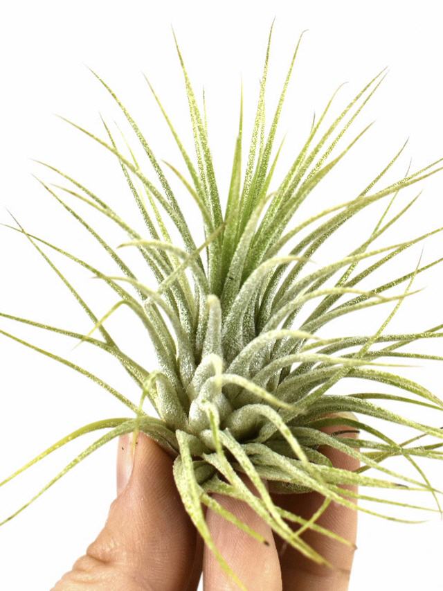 Tillandsia Ionantha grün