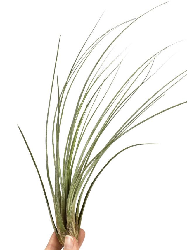 Tillandsia Juncea