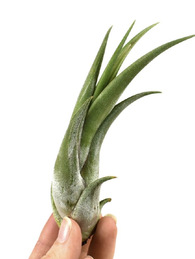 Tillandsia Circinata