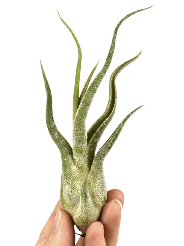 Tillandsia Caput Medusa