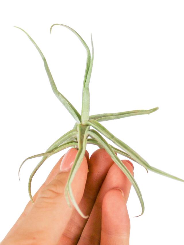 Tillandsia Reichenbachii