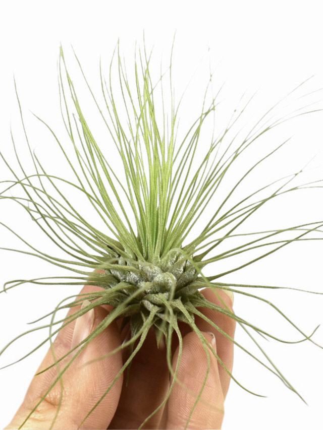 Tillandsia Argentea