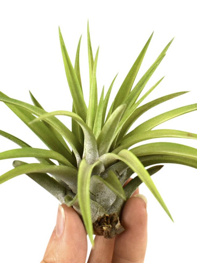 Tillandsia Abdita