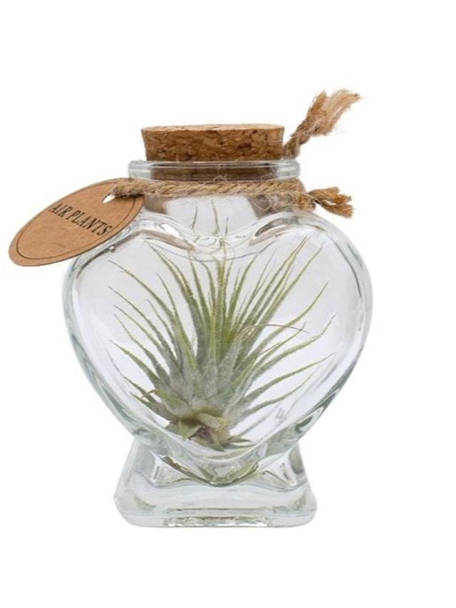 Tillandsia in Herzflasche