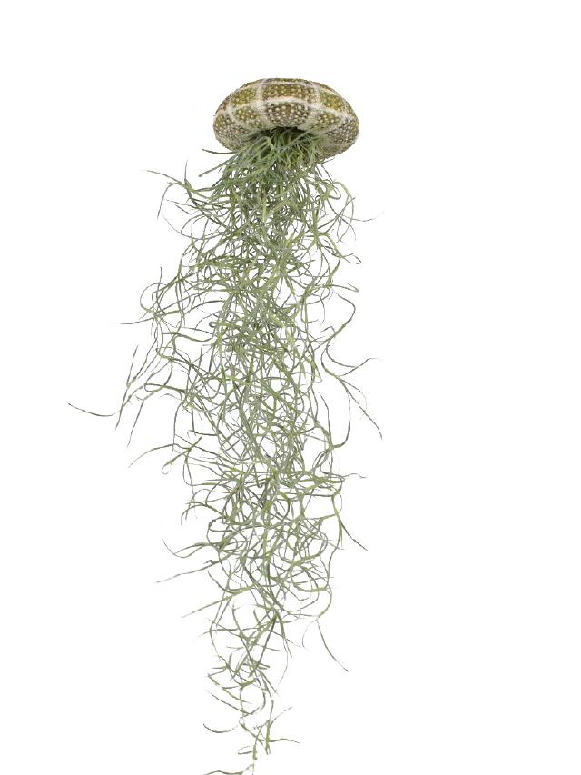 Tillandsia Qualle