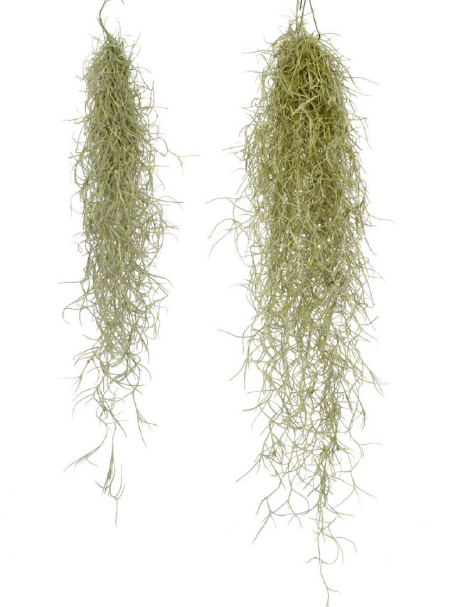 Tillandsia Usneoides grau