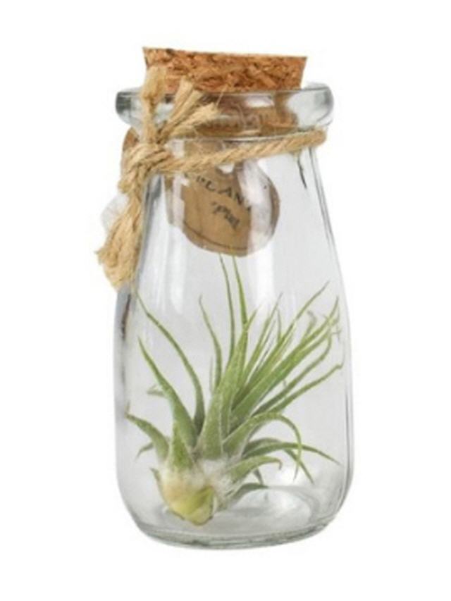 Tillandsia in runder Glasflasche