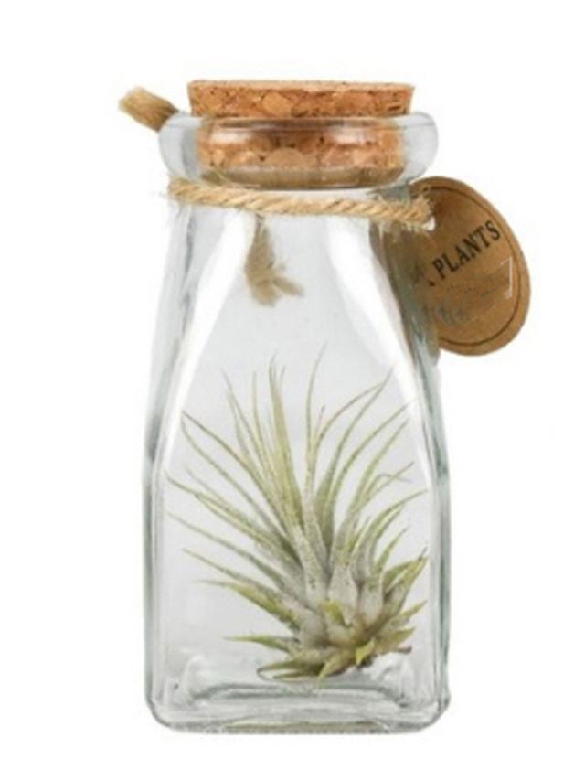 Tillandsia in Glasflasche