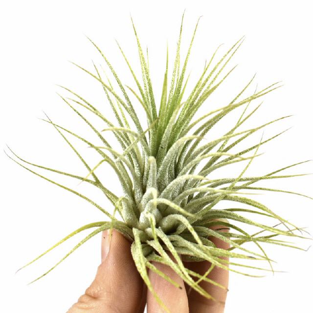 Tillandsia Ionantha grün