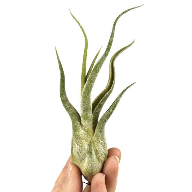 Tillandsia Caput Medusa