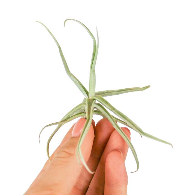 Tillandsia Reichenbachii