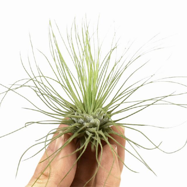 Tillandsia Argentea