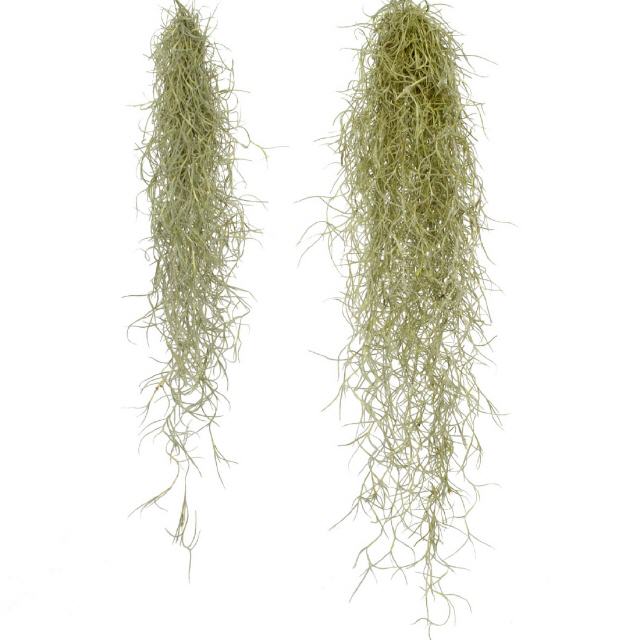 Tillandsia Usneoides grau