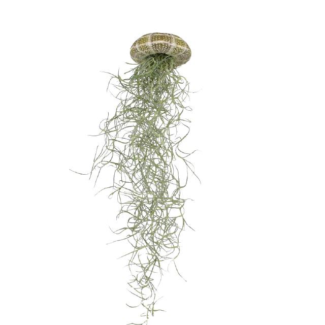 Tillandsia Qualle