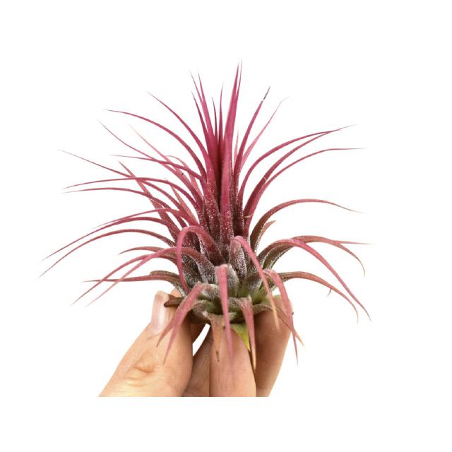 Tillandsia Ionantha rot