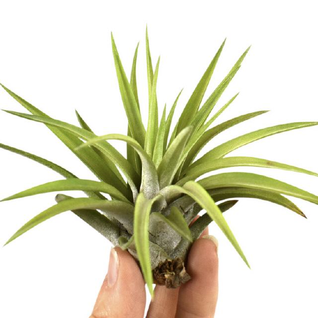 Tillandsia Abdita