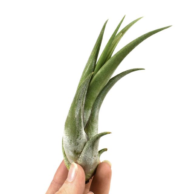 Tillandsia Circinata